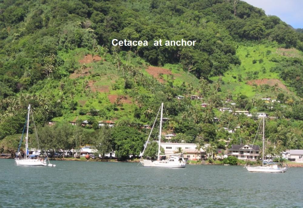 Cetacea at anchor